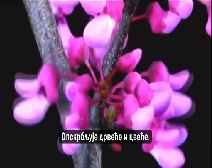 Clipped Image